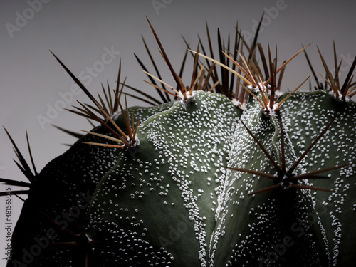 Dettaglio in primo piano di pianta grassa Astrophytum ornatum cactus photo