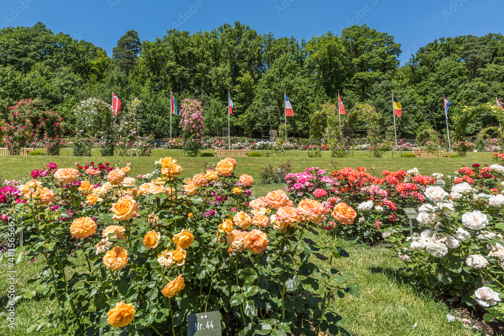 Fotografie Baden Baden im Rosengarten