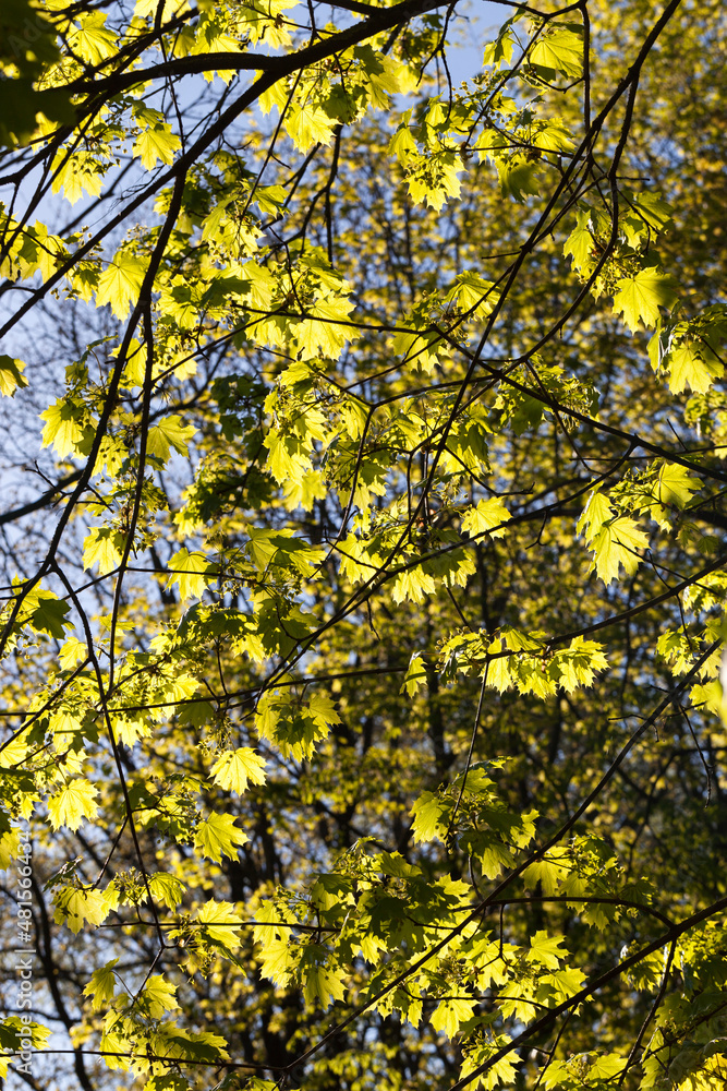 young green maple foliage in spring young green maple foliage in spring