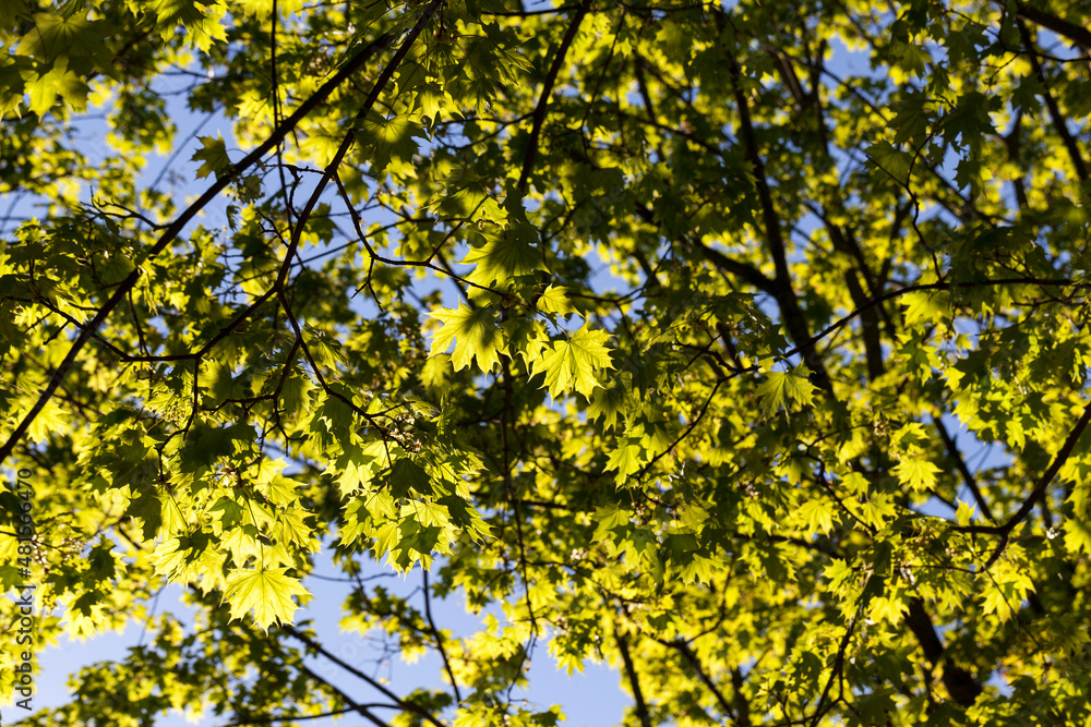 young green maple foliage in spring young green maple foliage in spring