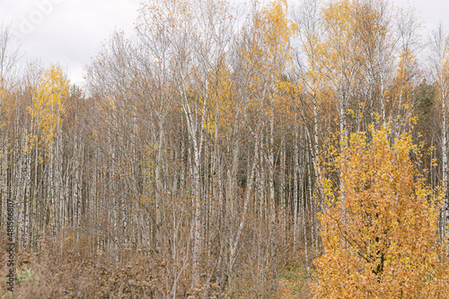 beautiful scene with birches in yellow autumn birch forest in early october among other birches in birch grove