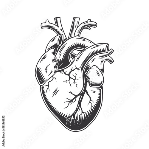 Human heart anatomically hand drawn line art. vintage Flash tattoo or print design vector illustration.