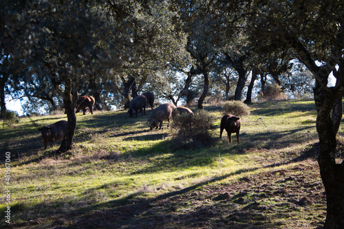 Iberian pigs eating in Dehesa or field with rays of light behind the cork oak tree. © @skuder_photographer