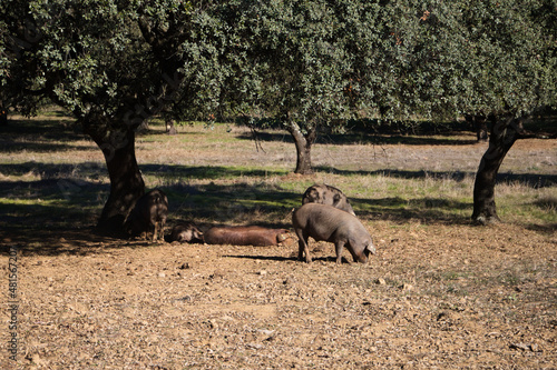 Iberian pigs eating in Dehesa or field with rays of light behind the cork oak tree.