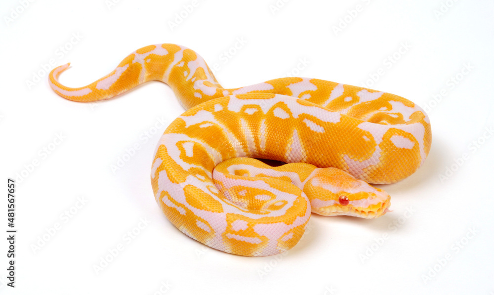 Ball python // Königspython (Python regius) - Albino Stock-Foto | Adobe  Stock