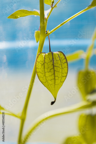 leaf on blue background