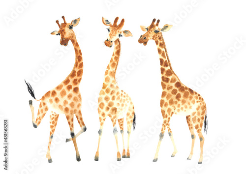 A company of funny and cute giraffes for your amazing projects. Watercolor Clipart Set isolated on white background