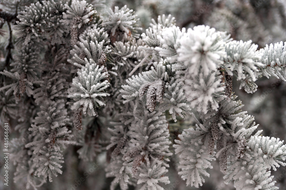 Frosted spruce branch in the city park Frosted spruce branch in the city park