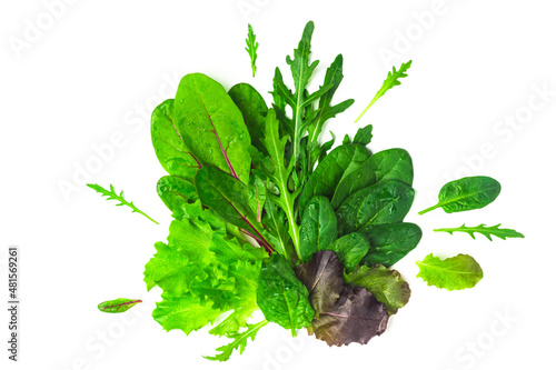 Bunch of baby green leaves isolated on white background. Arugula, spinach, beet, lettuce salad foliage close up. Composition of baby green salad leaves with copy space