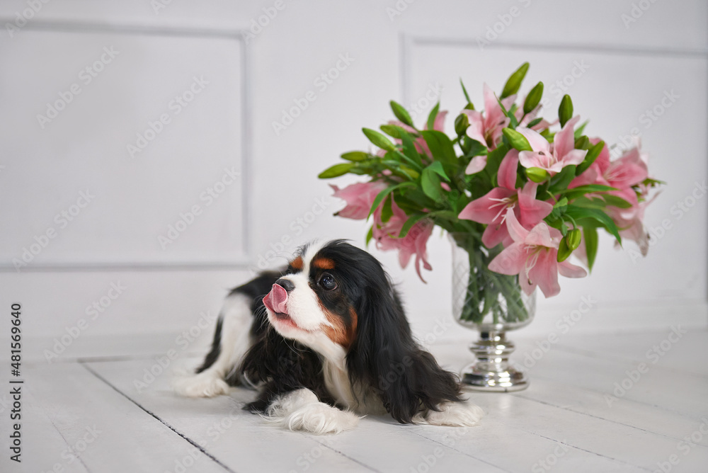 Tricolor Cavalier King Charles Spaniel lies on the floor next to a bouquet of lilies and licks his lips