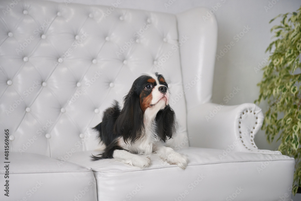 Tricolor Cavalier King Charles Spaniel lies on the sofa in the living room