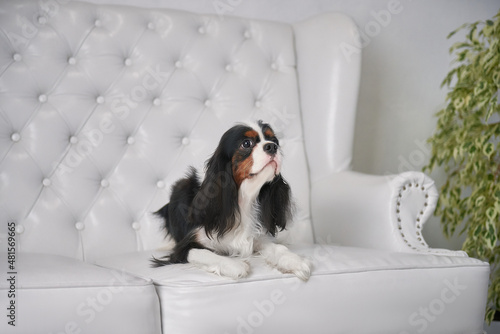 Obraz na płótnie Tricolor Cavalier King Charles Spaniel lies on the sofa in the living room w salonie