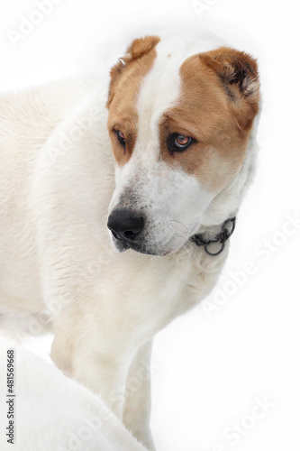 Caucasian Shepherd Alabai white color with orange spots on a white background. A dog on a winter walk, looking into the distance. Concept: poster, dog breeding, veterinary, for puzzles, wallpaper.