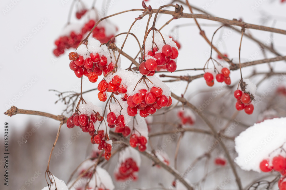 viburnum berries in winter,winter harvest on a tree