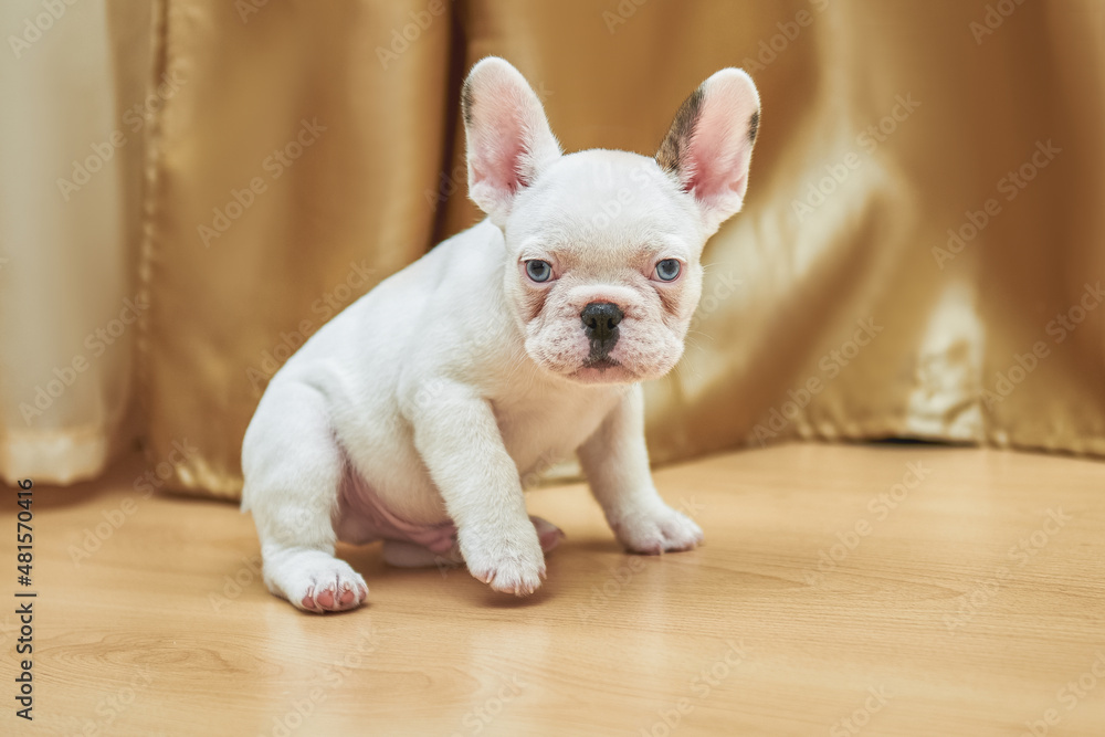 Black and white french bulldog puppy sitting in the room