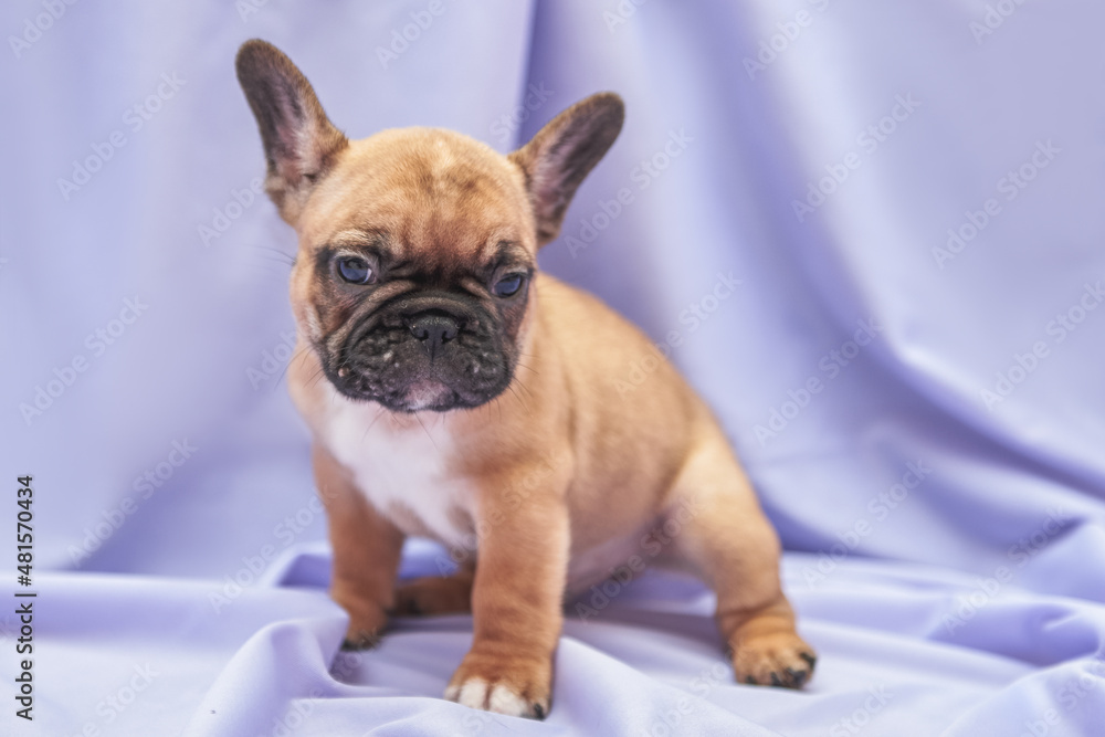 Close-up of a fawn french bulldog