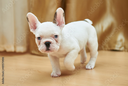 Cream zebra online french bulldog