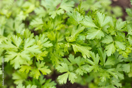 Fresh organic green parsley leaves in garden background. Close-up of greenery plantation. Healthy eating, natural food