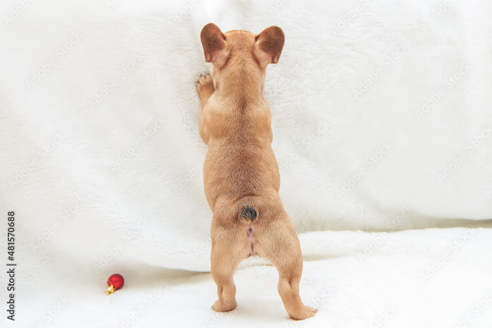 French bulldog puppy stands on its hind legs, back view