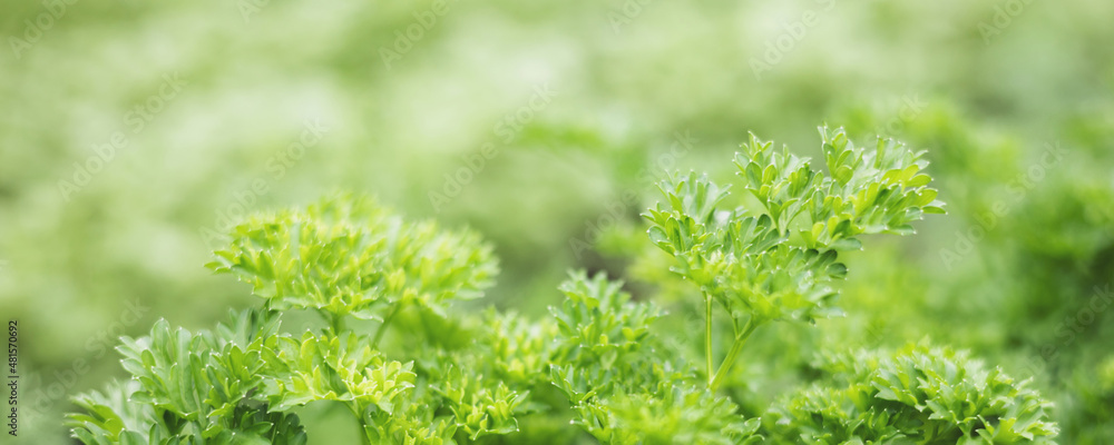 Fresh organic green parsley leaves in garden background. Close-up of greenery plantation. Healthy eating, natural food. Banner Fresh organic green parsley leaves in garden background. Close-up of greenery plantation. Healthy eating, natural food. Banner