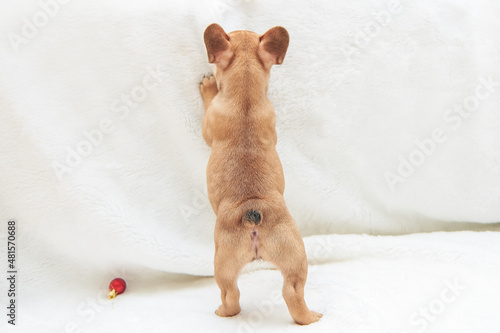 Valokuvatapetti French bulldog puppy stands on its hind legs, back view