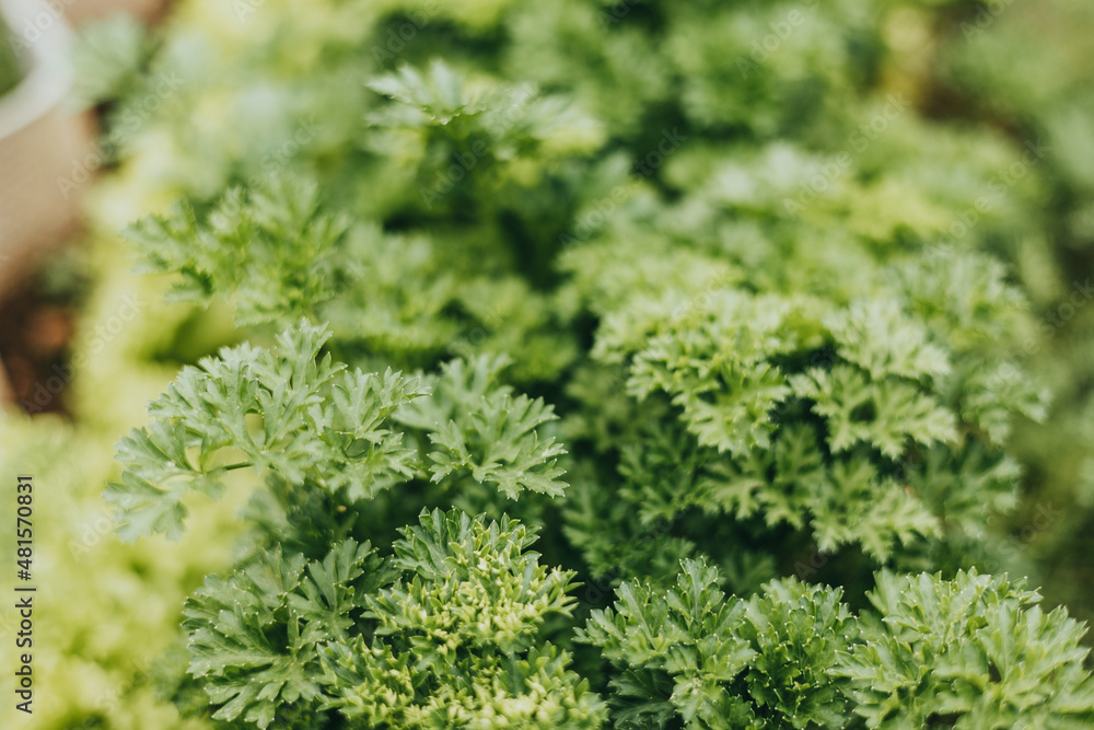 Fresh organic green parsley leaves in garden background. Close-up of greenery plantation. Healthy eating, natural food Fresh organic green parsley leaves in garden background. Close-up of greenery plantation. Healthy eating, natural food