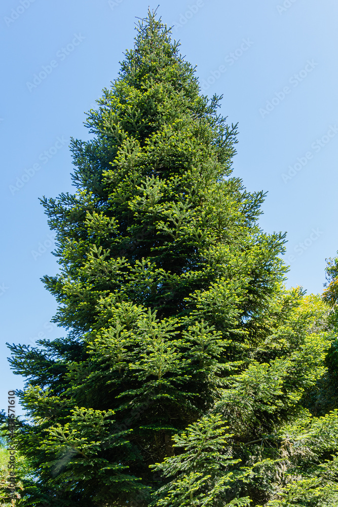 Spruce (Picea abies aurea) with new bright growth at ends of branches against blue spring sky. Adler arboretum Spruce (Picea abies aurea) with new bright growth at ends of branches against blue spring sky. Adler arboretum