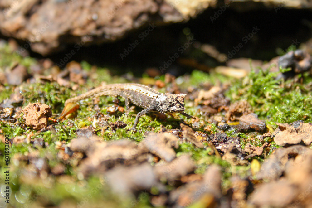 Obraz premium Chameleon gecko Madagascar, small