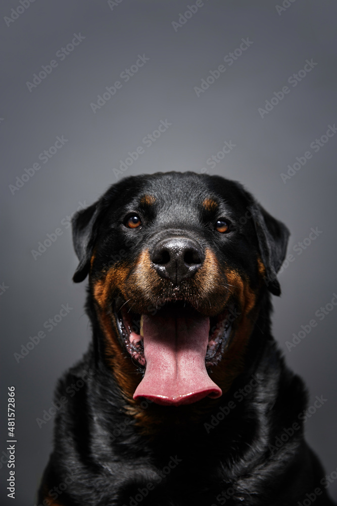 Ritratto di Rottweiller nero con lingua di fuori su fondo grigio Ritratto di Rottweiller nero con lingua di fuori su fondo grigio