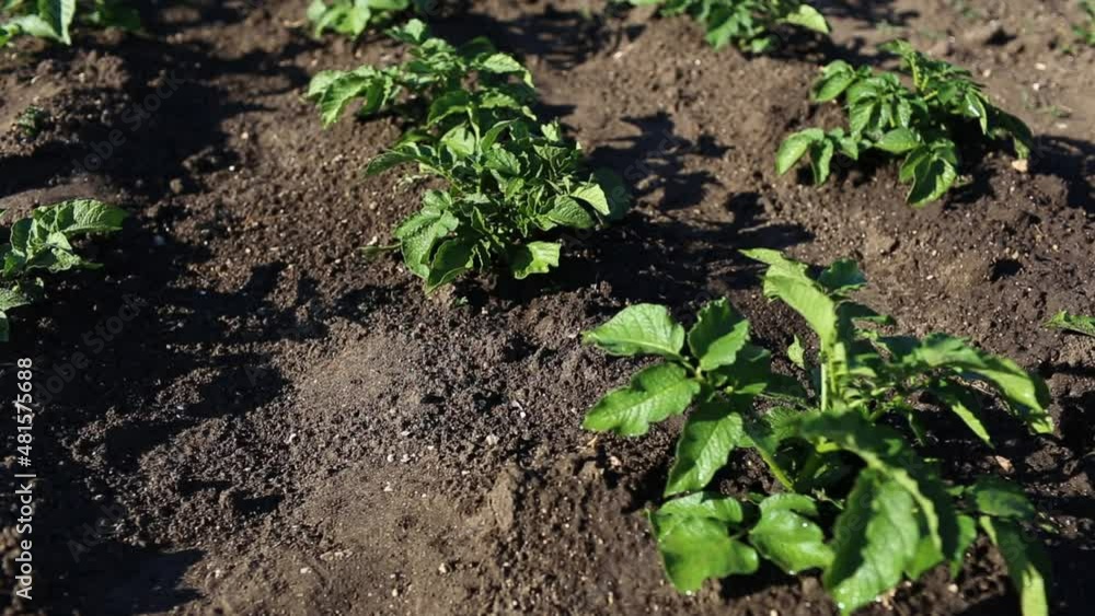 Growing plantation in the vegetable garden. Rows on the field. Agriculture. Growing plants. Eco earth concept. Growing plantation in the vegetable garden. Rows on the field. Agriculture. Growing plants. Eco earth concept.