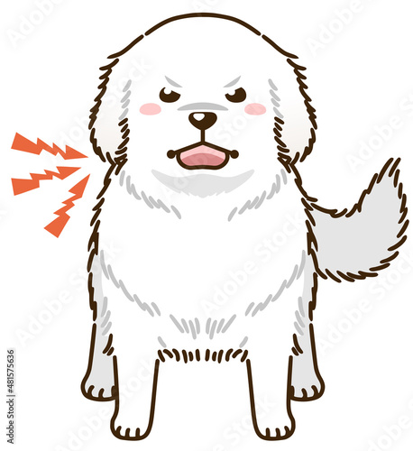 威嚇するグレートピレニーズ