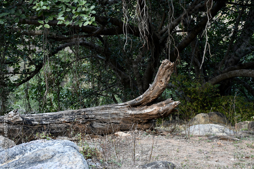 roots of a tree