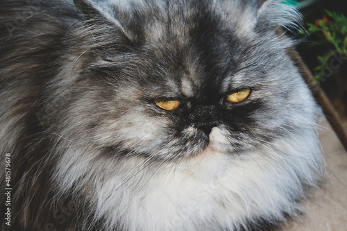 Domestic gray cat of Persian breed, indoors, close-up