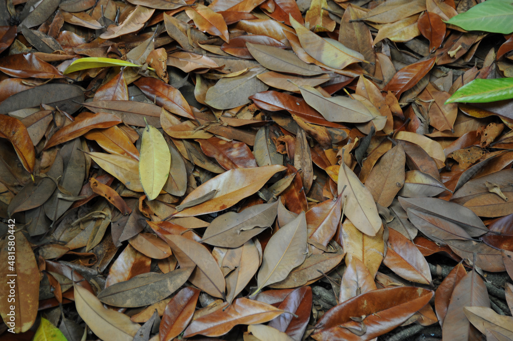 Leaves on the ground outdoors.