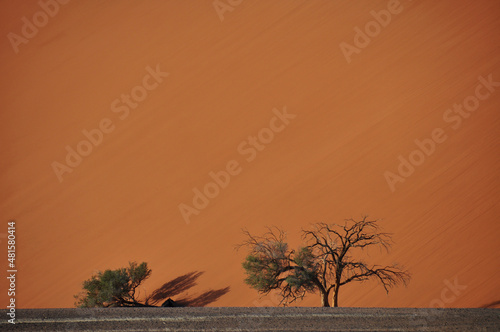 tree in front of a sand dune