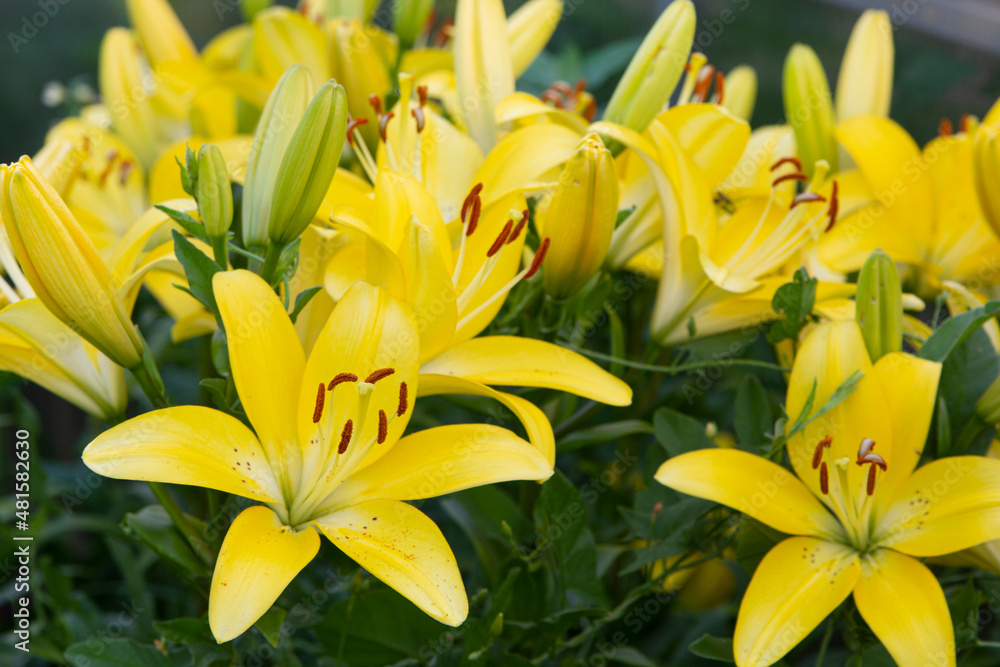 Obraz premium Lilies are yellow. Beautiful large flowers. Close-up. Flowerbeds in the garden. Copyspace.