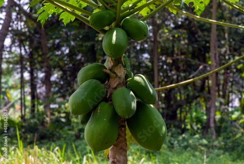 Young papaya fruits (Carica papaya L), shallow focus