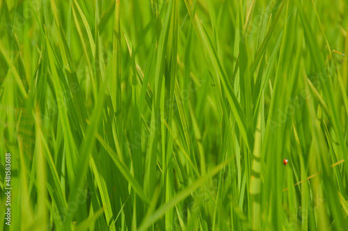 Close up of green leaves of the rice plants in the rice paddy during the summer
