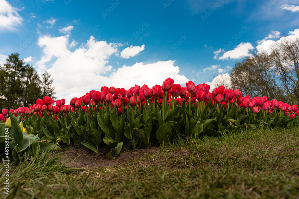 Naklejka premium Tulipany