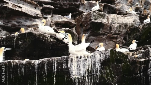 Gannets in their colony at Shetland cliffs on Noss island, Shetland, Scotland
