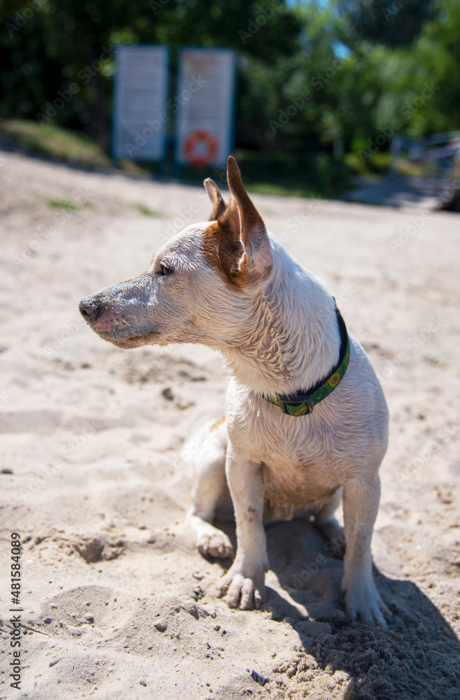 Dog on the beach in summer