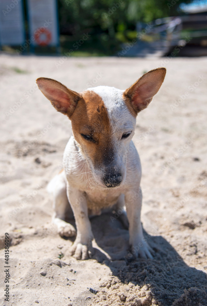 Fototapeta premium Dog on the beach in summer