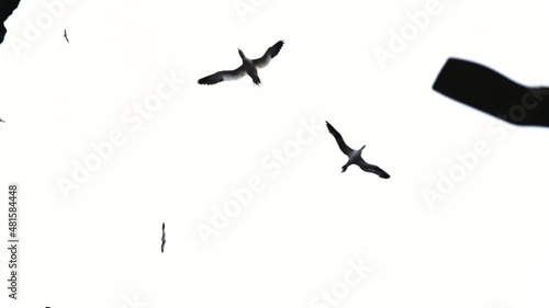 Gannets in their colony at Shetland cliffs on Noss island, Shetland, Scotland
