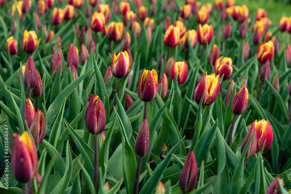 Obraz premium Tulipany