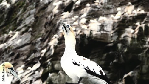 Gannets in their colony at Shetland cliffs on Noss island, Shetland, Scotland