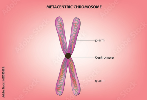 Metacentric chromosome structure 