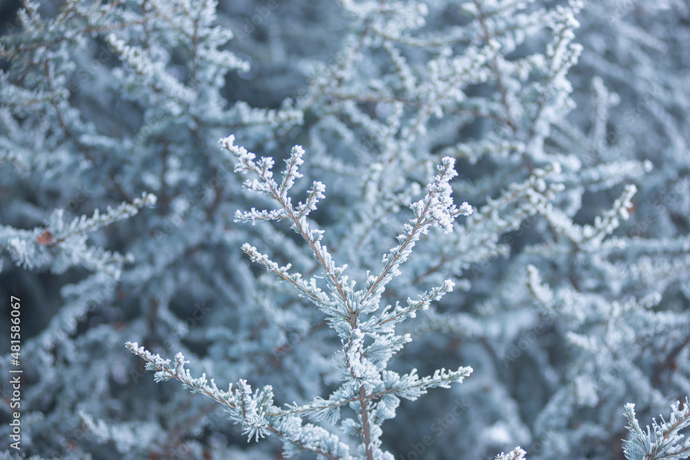 small needles of a coniferous tree in the snow close-up, winter forest, branches with pine needles in frozen hoarfrost, wildlife in winter background photo.
