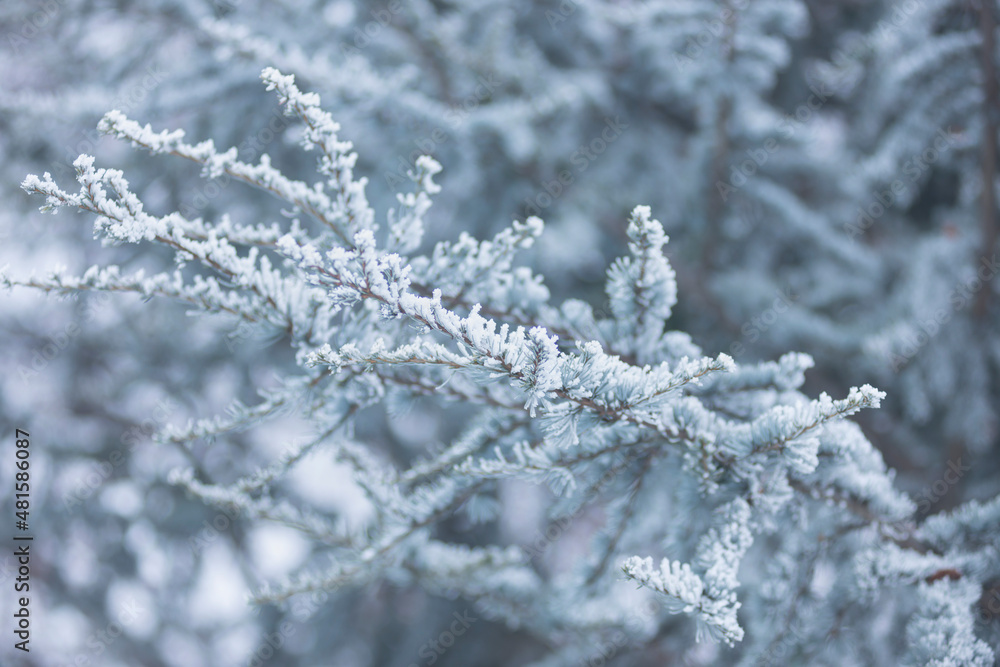 small needles of a coniferous tree in the snow close-up, winter forest, branches with pine needles in frozen hoarfrost, wildlife in winter background photo. small needles of a coniferous tree in the snow close-up, winter forest, branches with pine needles in frozen hoarfrost, wildlife in winter background photo.