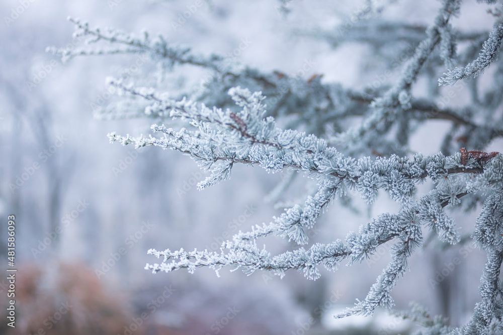 small needles of a coniferous tree in the snow close-up, winter forest, branches with pine needles in frozen hoarfrost, wildlife in winter background photo. small needles of a coniferous tree in the snow close-up, winter forest, branches with pine needles in frozen hoarfrost, wildlife in winter background photo.