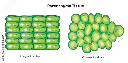 Botanical structure of Parenchyma Tissue